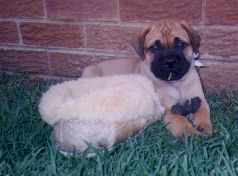 Chase and mommy's Slipper