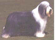 The Bearded Collie