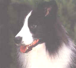 The Border Collie