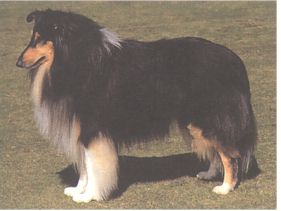 The Rough Collie