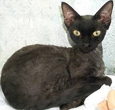 Rex Time Flavia of Imoya (imp), Black Smoke Devon Rex female,Owners:  J Muller/I Nell, Breeder:  Gianfrancesco Pizzurro (Italy