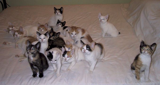 A bed full of Japanese Bobtail Kittens 